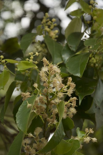 Scolopia crenata, photographed by Siddarth Machado