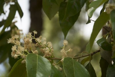 Scolopia crenata, photographed by Siddarth Machado