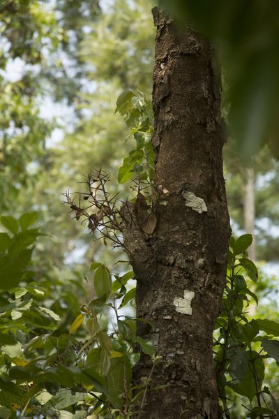 Scolopia crenata, photographed by Siddarth Machado