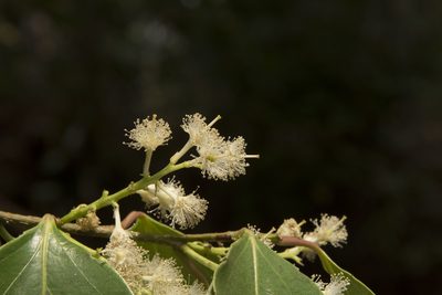 Scolopia crenata, photographed by Siddarth Machado