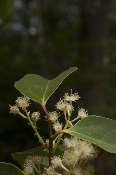 Scolopia crenata, photographed by Siddarth Machado