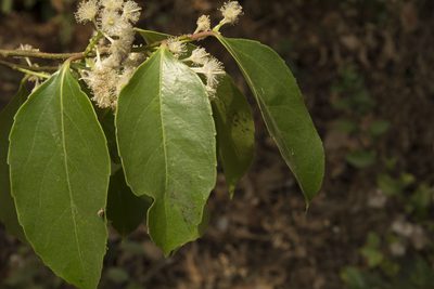 Scolopia crenata, photographed by Siddarth Machado