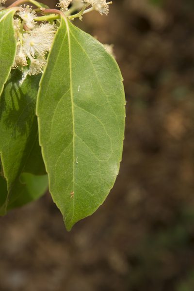 Scolopia crenata, photographed by Siddarth Machado