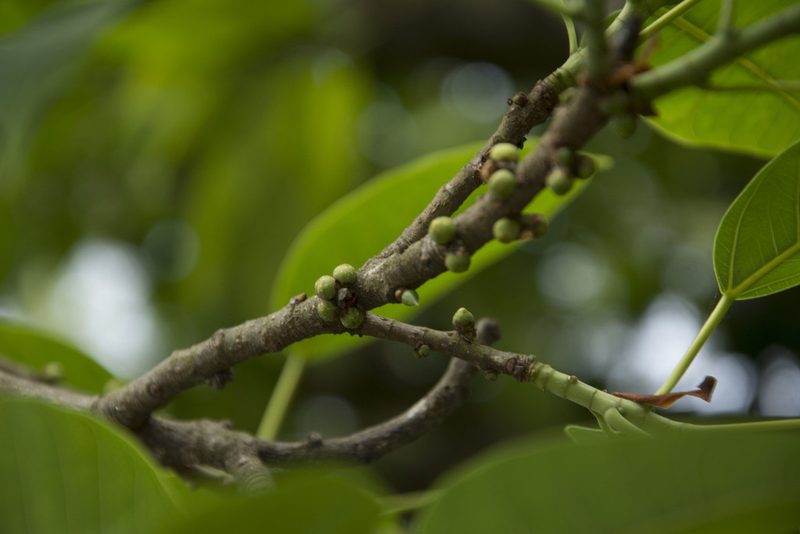 Ficus tsjakela, photographed by Siddarth Machado