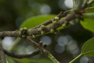 Ficus tsjakela, photographed by Siddarth Machado