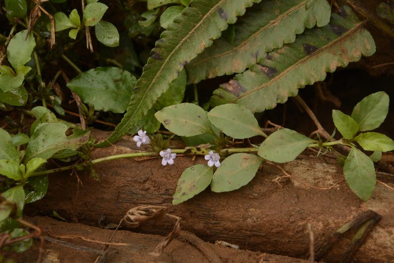 Hygrophila erecta, photographed by Siddarth Machado