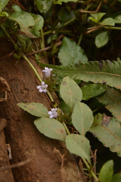 Hygrophila erecta, photographed by Siddarth Machado
