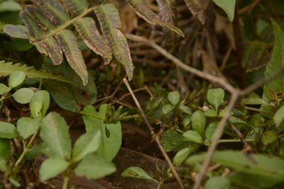 Hygrophila erecta, photographed by Siddarth Machado