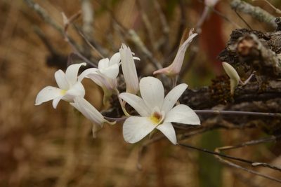 Dendrobium barbatulum, photographed by Siddarth Machado