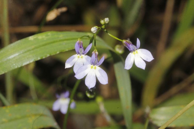 Lobelia ehrenbergii, photographed by Juan Cruzado Cortés