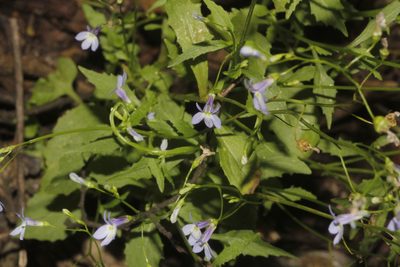 Lobelia ehrenbergii, photographed by Juan Cruzado Cortés