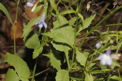 Lobelia ehrenbergii, photographed by Juan Cruzado Cortés