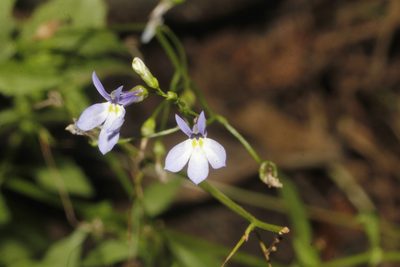 Lobelia ehrenbergii, photographed by Juan Cruzado Cortés