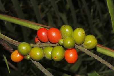 Chamaedorea radicalis, photographed by Juan Cruzado Cortés
