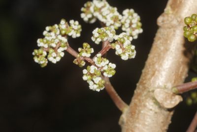Urera elata, photographed by Juan Cruzado Cortés