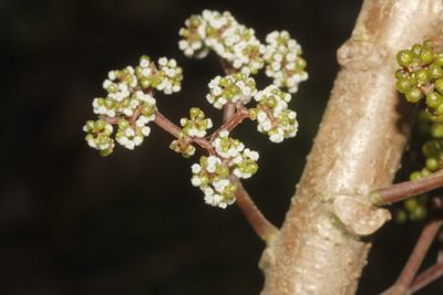 Urera elata, photographed by Juan Cruzado Cortés