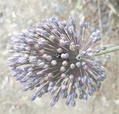 Allium polyanthum, photographed by Andrea Meucci