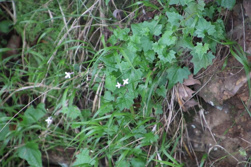 Lobelia vanreenensis, photographed by Tony Rebelo