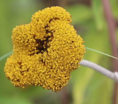 Helichrysum umbraculigerum, photographed by Tony Rebelo