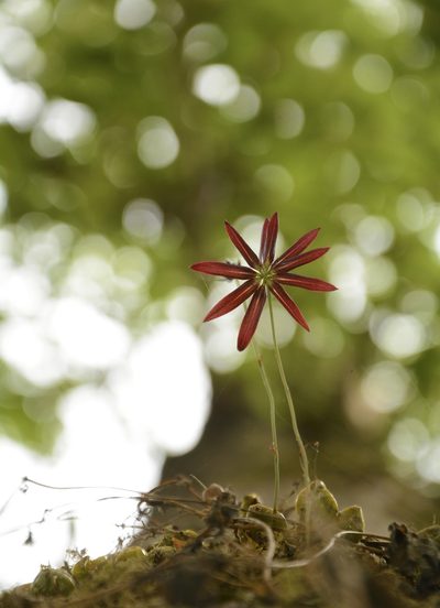 Bulbophyllum fimbriatum, photographed by Siddarth Machado