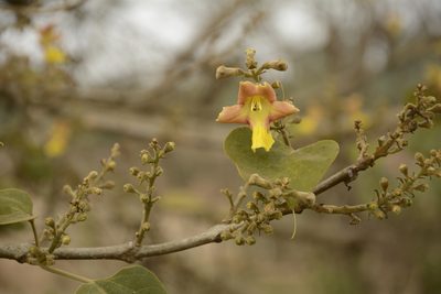 Gmelina arborea, photographed by Siddarth Machado