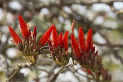 Erythrina suberosa, photographed by Siddarth Machado