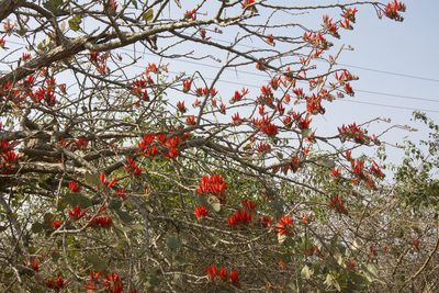 Erythrina suberosa, photographed by Siddarth Machado
