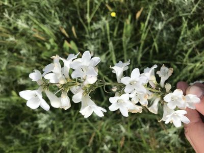 Penstemon tubaeflorus, photographed by Ryan Donnelly