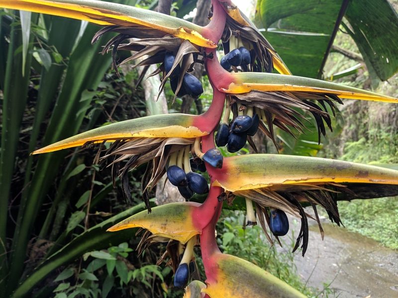 Heliconia griggsiana, photographed by Zoltán Stekkelpak