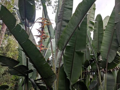 Heliconia griggsiana, photographed by Zoltán Stekkelpak