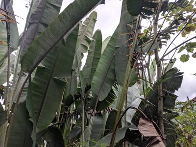 Heliconia griggsiana, photographed by Zoltán Stekkelpak
