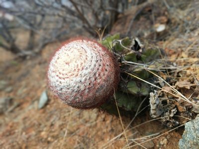 Melocactus curvispinus, photographed by Zoltán Stekkelpak