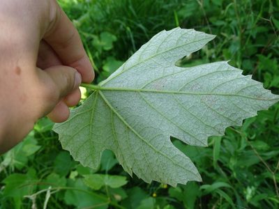 Vitis labrusca, photographed by Reuven Martin