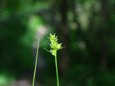 Carex cephalophora, photographed by Reuven Martin