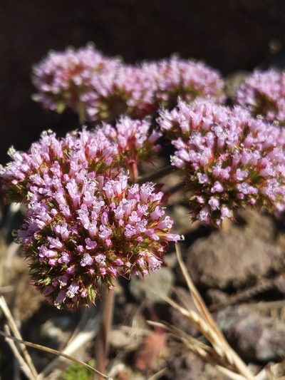 Chorizanthe palmeri, photographed by Alex Heyman