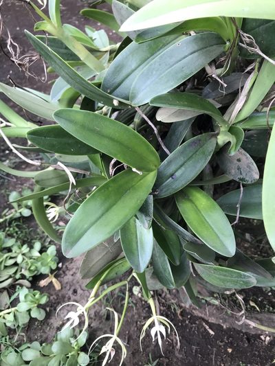 Epidendrum oerstedii, photographed by ldgc