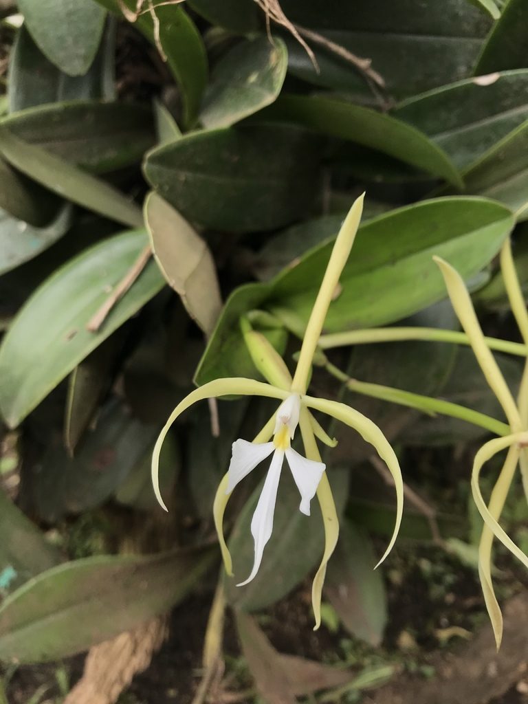 Epidendrum oerstedii, photographed by ldgc