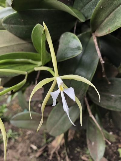 Epidendrum oerstedii, photographed by ldgc