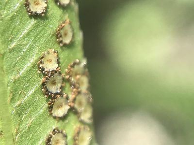Phanerophlebia umbonata, photographed by Adriana Nelly Correa Sandoval