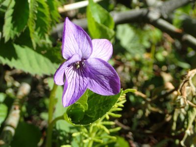 Viola langsdorffii, photographed by Connie Taylor