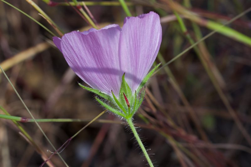 Sidalcea diploscypha, photographed by Arvel Hernandez