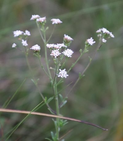 Selago monticola, photographed by Tony Rebelo
