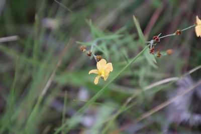 Linum thunbergii, photographed by Tony Rebelo