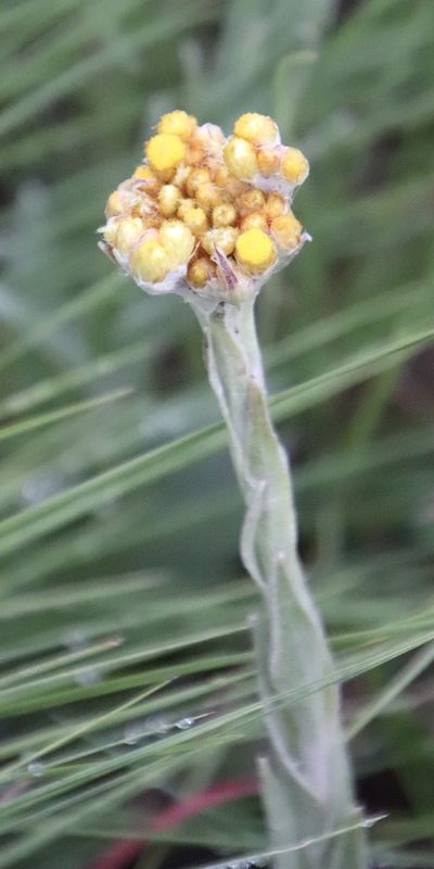 Helichrysum glomeratum, photographed by Tony Rebelo