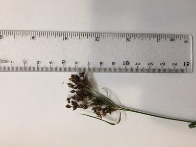 Rhynchospora caduca, photographed by John Kees