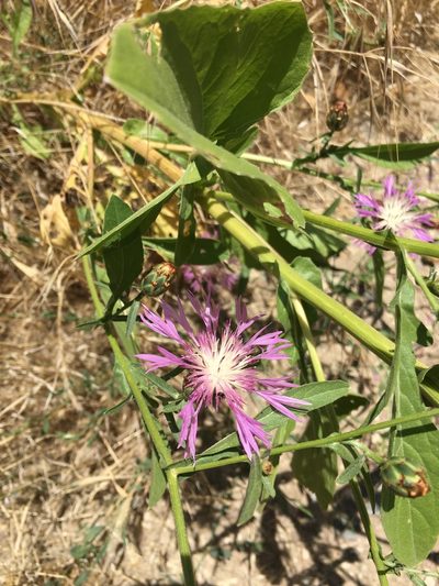 Centaurea diluta, photographed by Jesse Rorabaugh