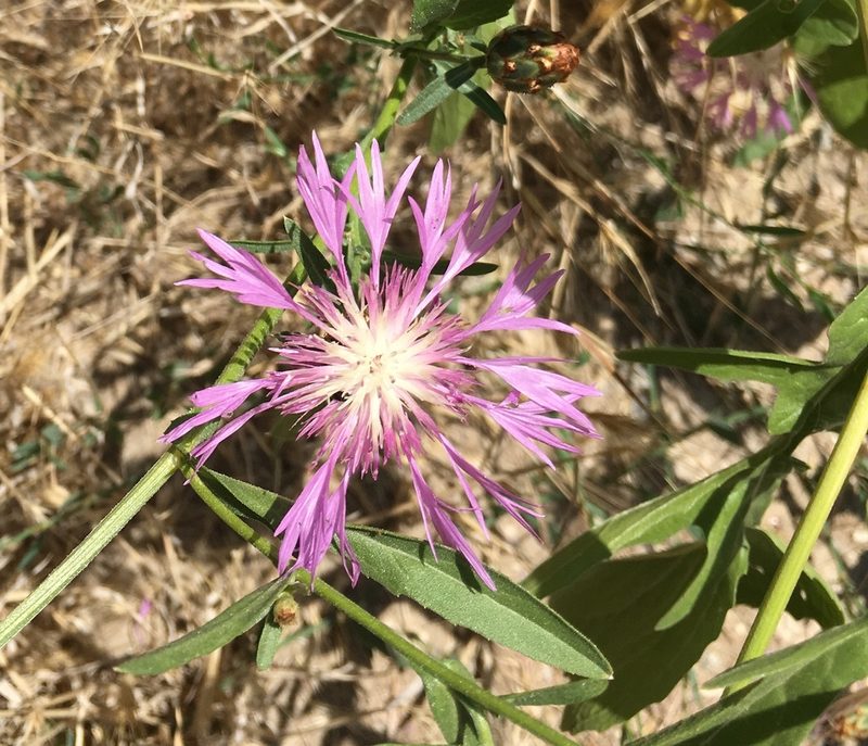 Centaurea diluta, photographed by Jesse Rorabaugh