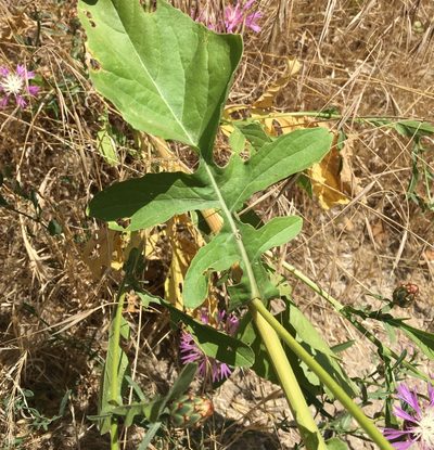Centaurea diluta, photographed by Jesse Rorabaugh