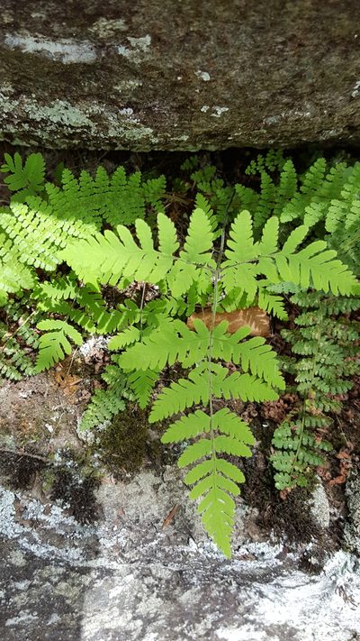 Gymnocarpium continentale, photographed by Norma Malinowski