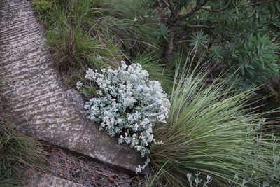 Helichrysum sutherlandii, photographed by Tony Rebelo